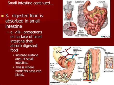 How Does Soup Get Digested