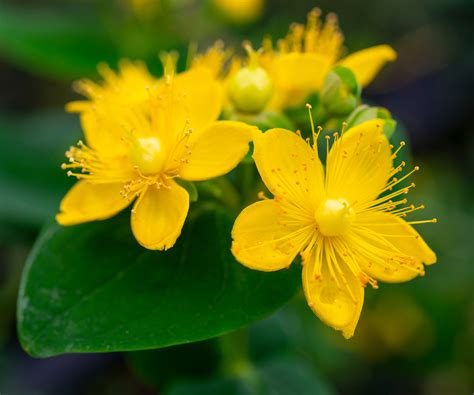 How Does St John Wort Grow