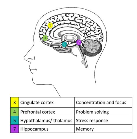 how does stress affect memory and cognitive functioning in college students