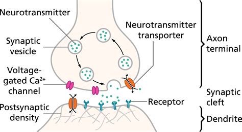 how does synaptic transmission occur