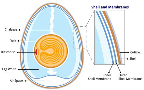 How Does The Egg Shells Form