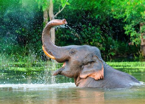 How Does The Elephant Use Its Trunk