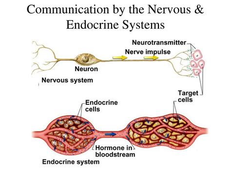 how does the endocrine system communicate