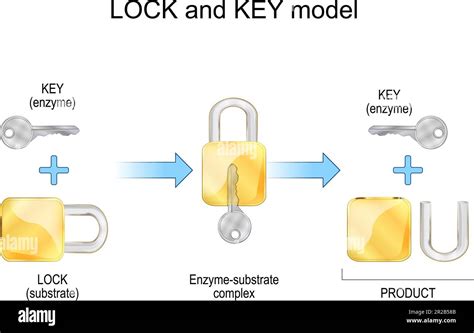 How Does The Lock And Key Model Work