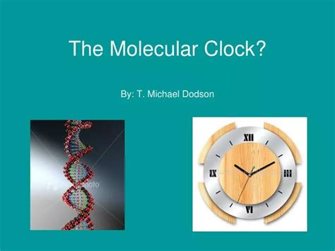 How Does The Molecular Clock Work Quizlet