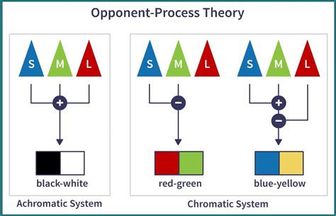 how does the opponent process theory explain afterimages