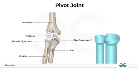 How Does The Pivot Joint Work