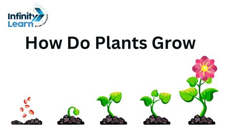 How Does The Plants Grow