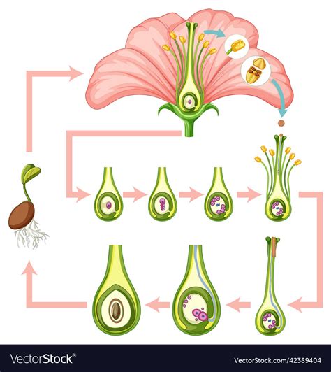 How Does The Process Of Fertilization Take Place In Flowers Explain With The Help Of A Diagram