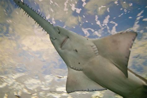 How Does The Sawfish Work