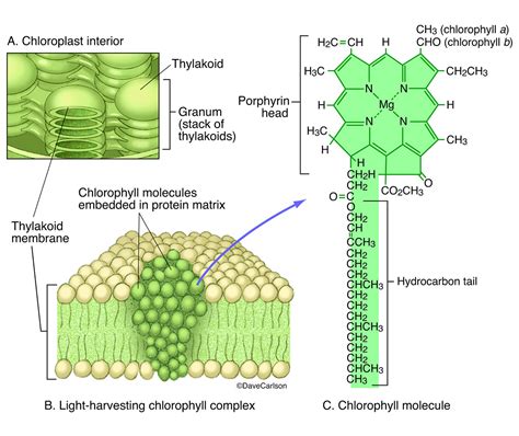 How Does The Structure Of Chlorophyll Relate To Its Function