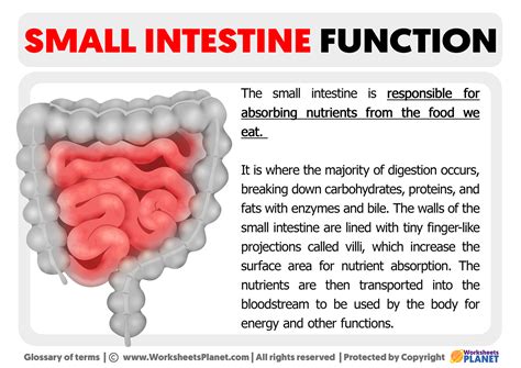 how does the structure of the small intestine help it to perform its function