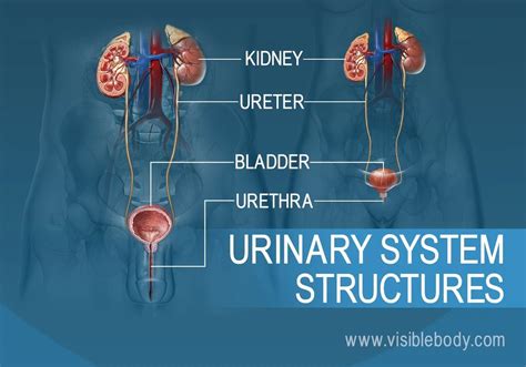 Main Organs Of The Urinary System designfxetal