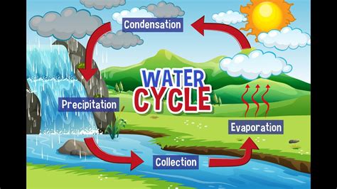 How Does The Water Cycle Work Video