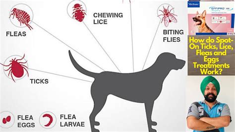 How Does Tick And Flea Drops Work