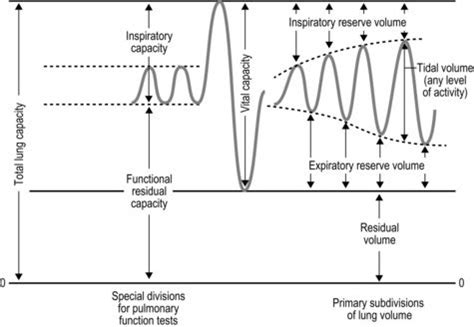 how does tidal volume change during exercise