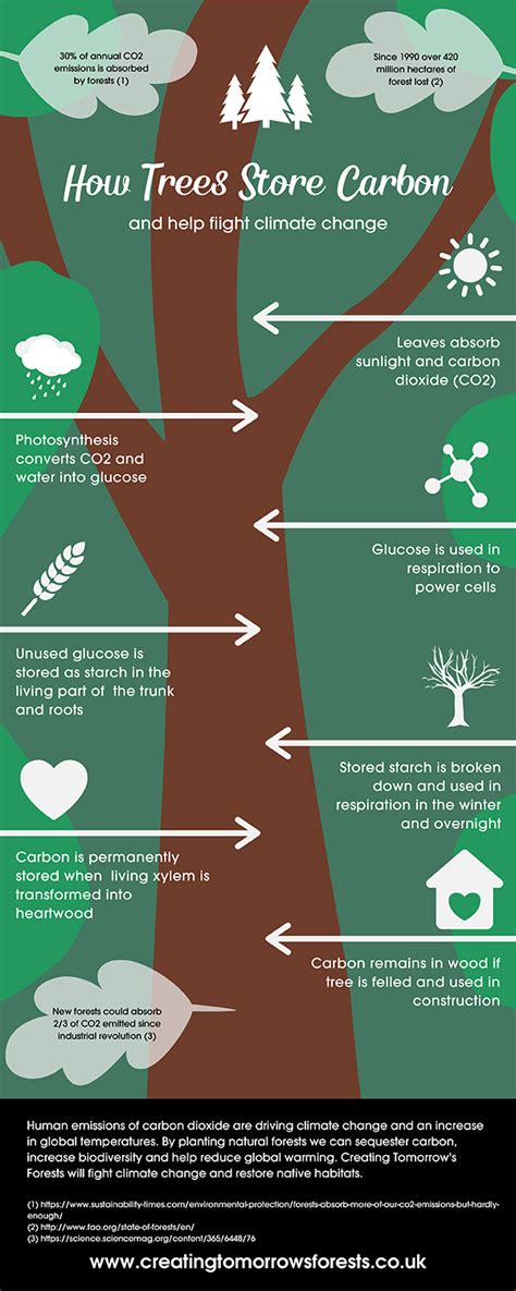 How Does Trees Store Carbon