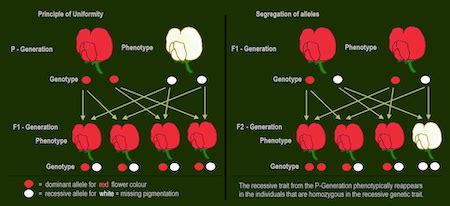 Unravel True Breeding: Simplified Genetics for the Curious