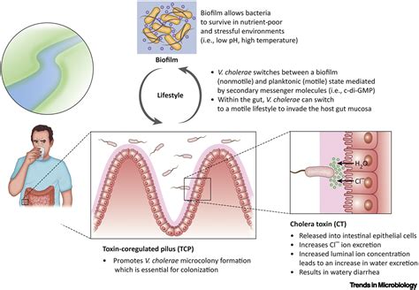 how does vibrio cholerae attack