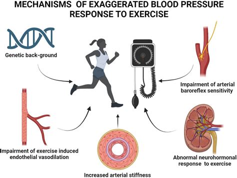 how does vigorous exercise affect the concentration of adh in the blood