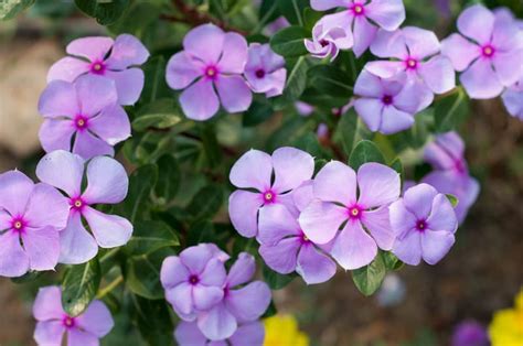 How Does Vinca Major Spread