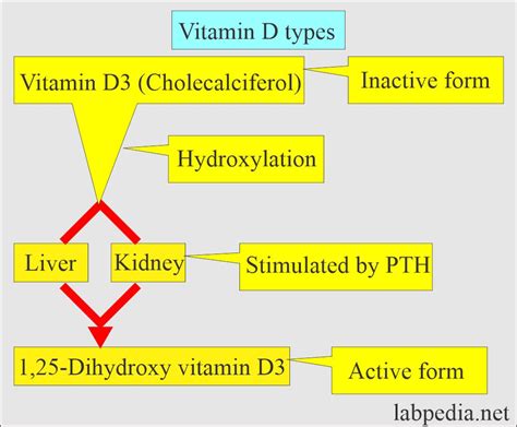 How Does Vitamin D3 Gets Absorbed