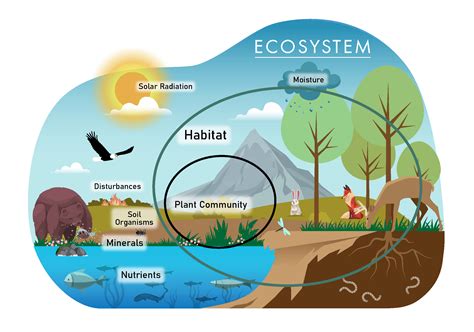 How Water Shapes Life And Balance In Ecosystems