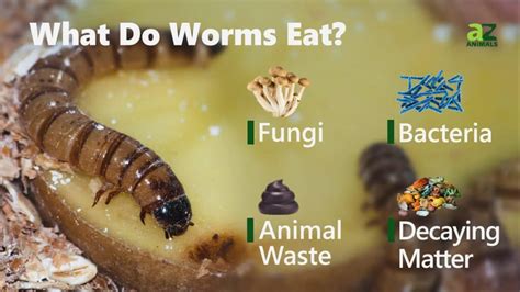 How Does Worms Eat