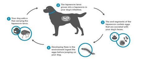 How Does Your Dog Get Tapeworms