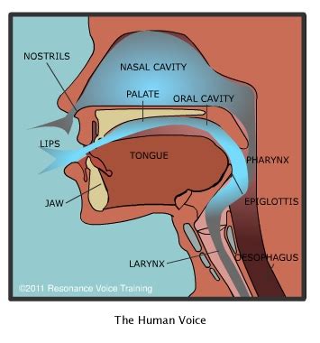 How Does Your Voice Work