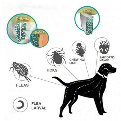 How Dog Flea Collar Works