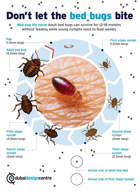 How Easily Can Bed Bugs Transfer