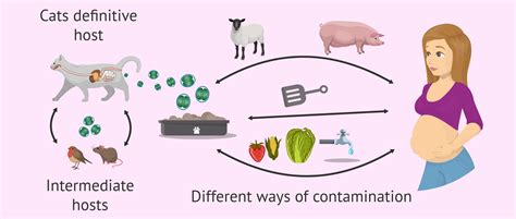 How Easy Is It To Get Toxoplasmosis While Pregnant