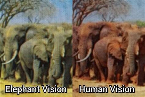 How Elephants View Humans