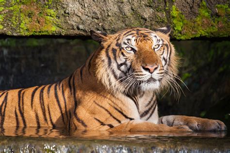 how endangered is the tiger