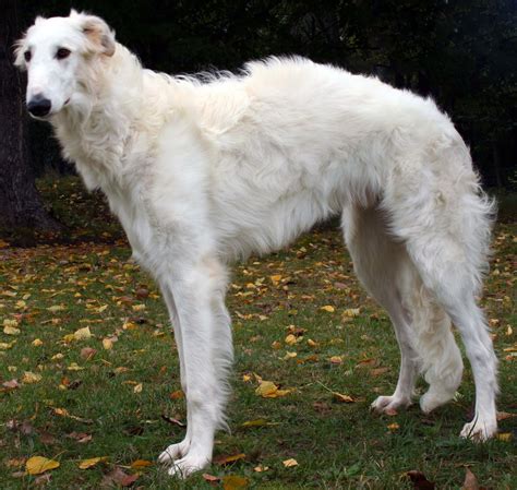 how expensive is a borzoi