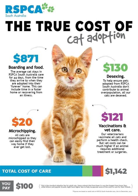 How Expensive Is It To Adopt A Cat