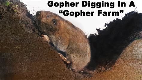 how far do gophers travel