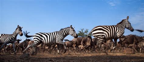 How Far Do Zebras Migrate