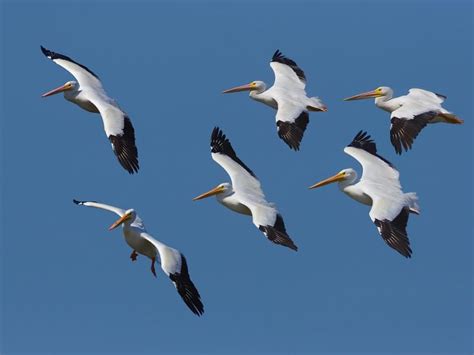 how far north do pelicans migrate