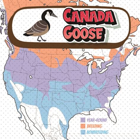 how far south do canadian geese go