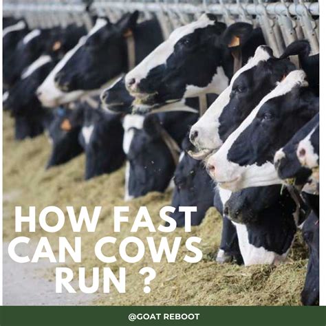 how fast are cows