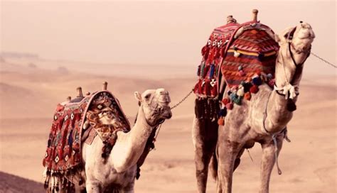 Should I Use Camel Or Horse In Desert Bdo Horses grow