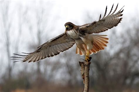 The Ultimate Guide to Hawk Flight Speed: How Fast Do They Really Fly?