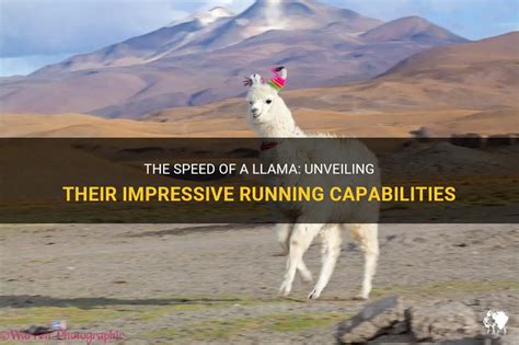 Images How Fast Can A Llama Run Latest