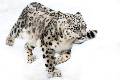 how fast can a snow leopard run