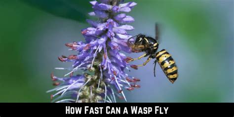 how fast can a wasp fly