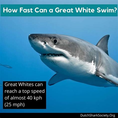 how fast can a white shark swim
