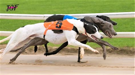 How Fast Can Greyhounds Go