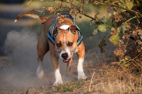 how fast can pit bulls run